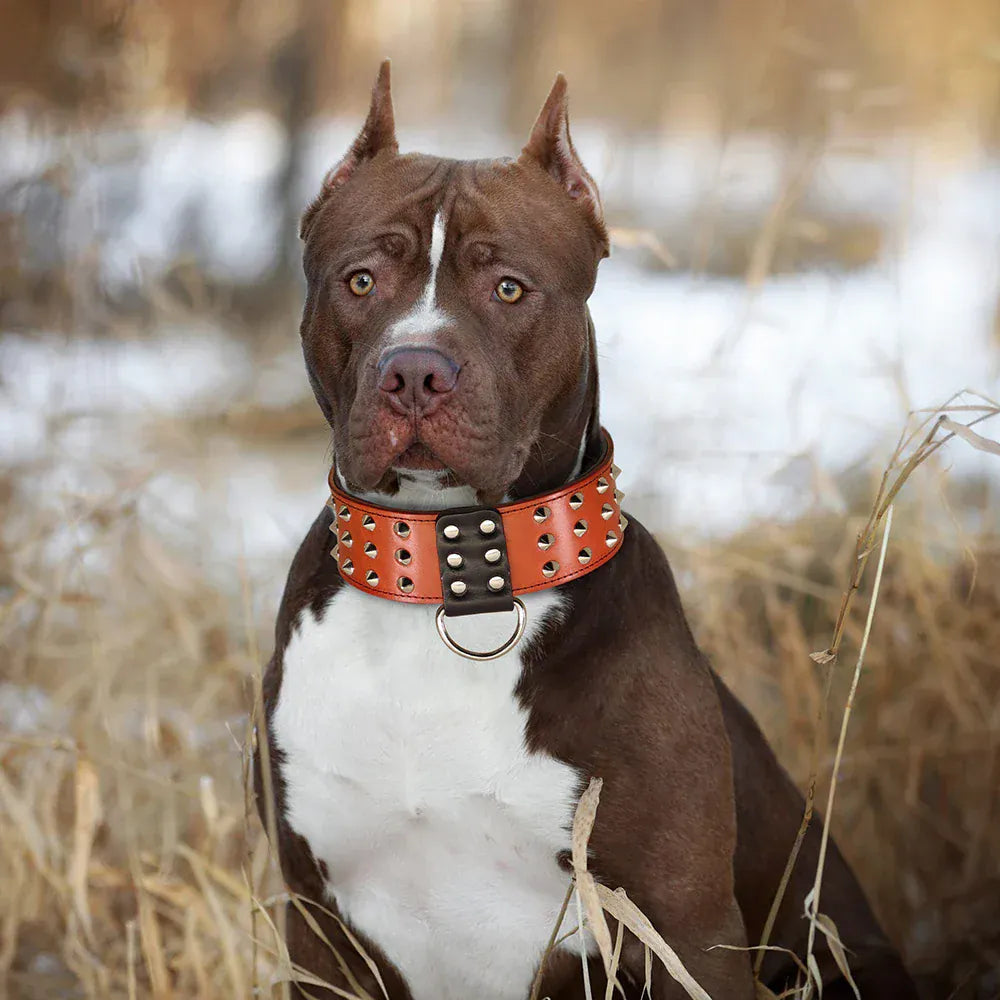 Pawmudder Collar Spiked Leather Collar