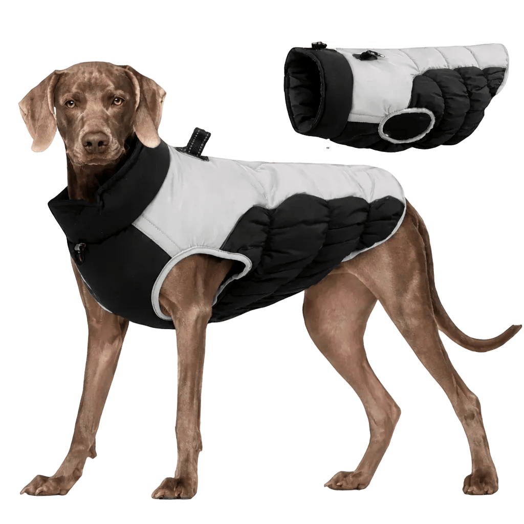 Windproof Dog Jacket