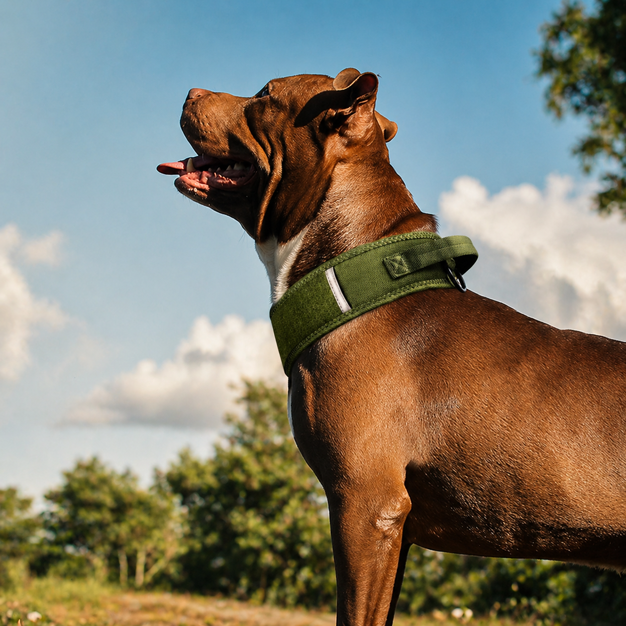 Rugged Camo Collar